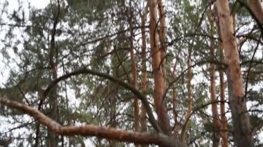 Bir sonbahar yürüyüşü bir çam ormanında tuhaf, peri masalı ağaç dalları ve yere halı gibi düşen bir sürü iğneyle..