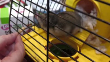 Djungarian hamsterı Noel masasında yemek yiyor, masadaki tüm tabakları deniyor..