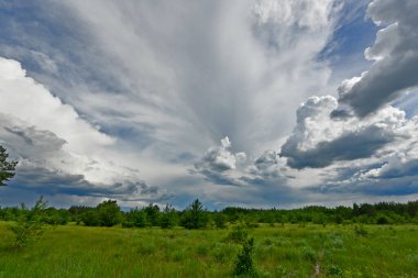 Yazın ilk günlerinin güzel orman manzaraları. Bir orman nehri kıyıları, tarlalar ve orman kenarları.