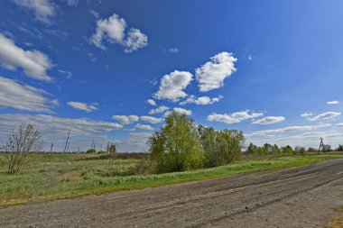 Doğu Ukrayna 'daki tecavüz sahaları. Tecavüz tohumu ya da colza, Brassica familyasından bir bitki türüdür. Önemli bir yağ tohumu mahsulü.