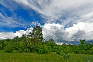 Yazın ilk günlerinin güzel orman manzaraları. Bir orman nehri kıyıları, tarlalar ve orman kenarları.