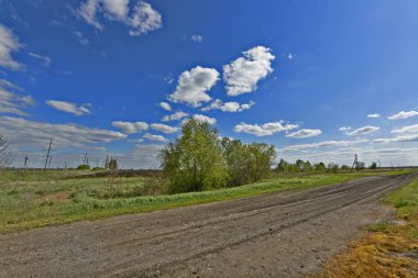 Doğu Ukrayna 'daki tecavüz sahaları. Tecavüz tohumu ya da colza, Brassica familyasından bir bitki türüdür. Önemli bir yağ tohumu mahsulü.