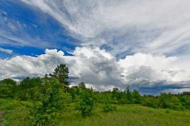 Yazın ilk günlerinin güzel orman manzaraları. Bir orman nehri kıyıları, tarlalar ve orman kenarları.