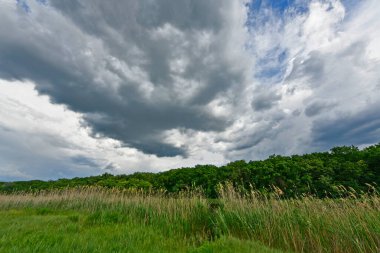 Yazın ilk günlerinin güzel orman manzaraları. Bir orman nehri kıyıları, tarlalar ve orman kenarları.