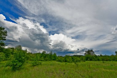 Yazın ilk günlerinin güzel orman manzaraları. Bir orman nehri kıyıları, tarlalar ve orman kenarları.