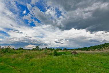 Yazın ilk günlerinin güzel orman manzaraları. Bir orman nehri kıyıları, tarlalar ve orman kenarları.