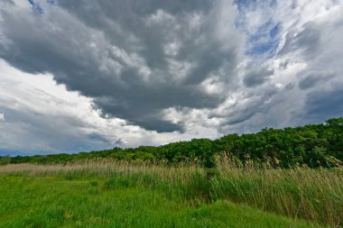 Yazın ilk günlerinin güzel orman manzaraları. Bir orman nehri kıyıları, tarlalar ve orman kenarları.