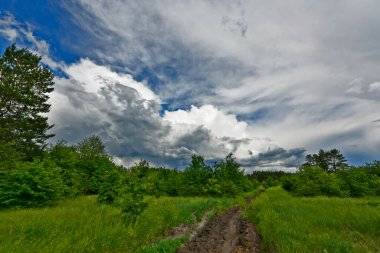 Yazın ilk günlerinin güzel orman manzaraları. Bir orman nehri kıyıları, tarlalar ve orman kenarları.