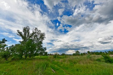 Yazın ilk günlerinin güzel orman manzaraları. Bir orman nehri kıyıları, tarlalar ve orman kenarları.