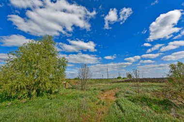 Doğu Ukrayna 'daki tecavüz sahaları. Tecavüz tohumu ya da colza, Brassica familyasından bir bitki türüdür. Önemli bir yağ tohumu mahsulü.