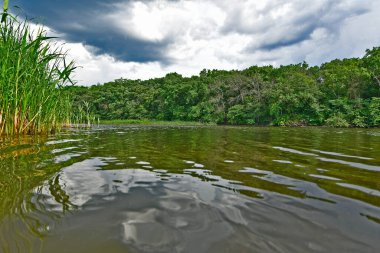 Yazın ilk günlerinin güzel orman manzaraları. Bir orman nehri kıyıları, tarlalar ve orman kenarları.