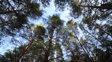 Baharın başlarında Ukrayna 'nın Novomoskovsk şehrinin dış mahallelerinde çam ormanı.