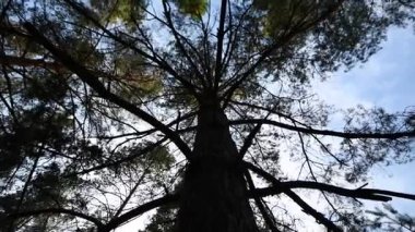 Baharın başlarında Ukrayna 'nın Novomoskovsk şehrinin dış mahallelerinde çam ormanı.