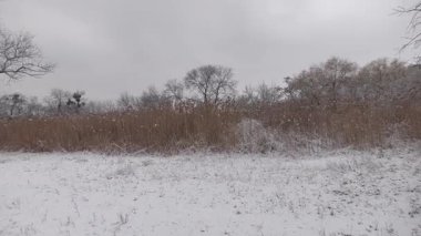 Samara nehri ve Ukrayna 'nın karlı kış manzaraları.