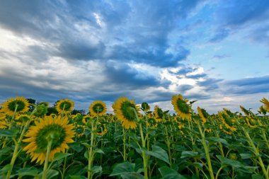 Yaz yağmurundan sonra güzel bir yaz manzarası, gün batımında ayçiçeği tarlası. Ukrayna, Dnipropetrovsk bölgesi.