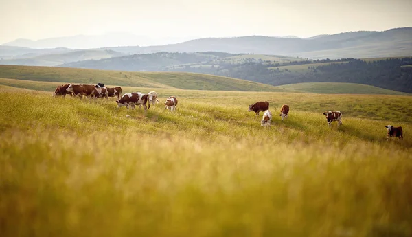 成群的奶牛在草地上吃草 — 图库照片