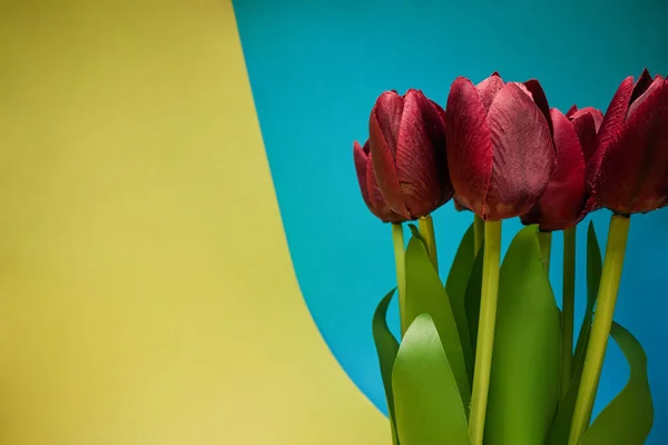 Vista Macro Tulipanes Rojos Bajo Luz Frente Fondo Amarillo Azul — Foto de Stock
