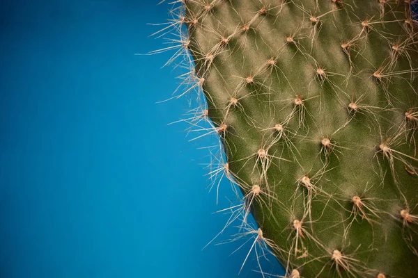 Makro Widok Piękny Liść Kaktusa Pod Światło Przed Niebieskim Tle — Zdjęcie stockowe