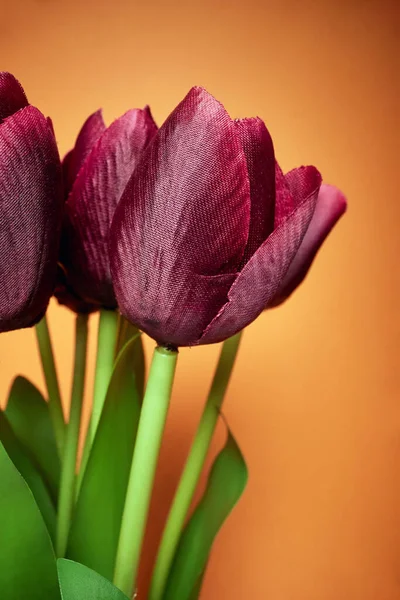 Macro Vista Hermosa Flor Tulipanes Rojos Bajo Luz Frente Fondo — Foto de Stock