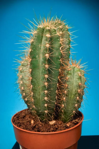 Primer Plano Cactus Potted Cactus Verde Con Espinas — Foto de Stock