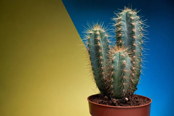 Widok Bliska Kaktusa Garnku Pod Światło Przed Żółto Niebieskim Tle — Zdjęcie stockowe