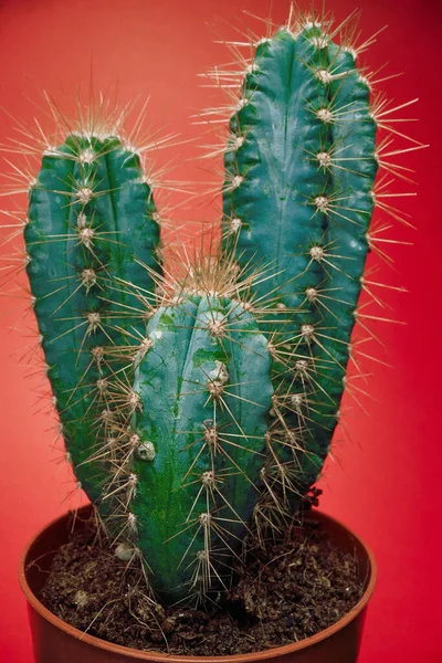 Widok Bliska Kaktusa Garnku Pod Światło Przed Czerwonym Tłem Naturalne — Zdjęcie stockowe