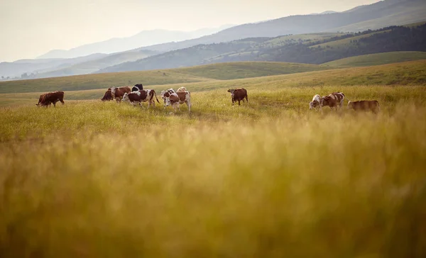 牧场里的奶牛 一群奶牛站在草地上 — 图库照片