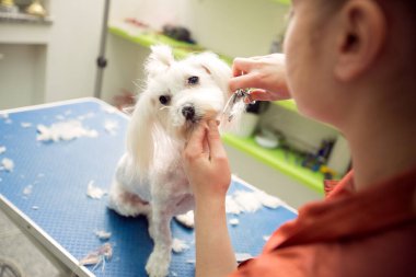 Kuaför makaslı kuaför köpeği. Köpeğin kuaföründe kuaförlük yapıyor. Dog 'a yakın çekim. Köpeğin saç tıraşı var. Arka planda tımarcı. tımar konsepti.