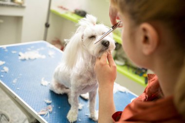 Saç kesimi makaslı Maltese. Köpek kuaför salonunda saçını kestiriyor. Dog 'a yakın çekim. Köpeğin saç tıraşı var. Arka planda tımarcı. tımar konsepti.