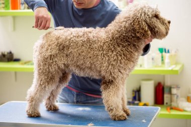 Saç tıraşlı makaslı Barbekü köpeği. Köpek kuaför salonunda saçını kestiriyor. Dog 'a yakın çekim. Köpeğin saç tıraşı var. Arka planda tımarcı. tımar konsepti.