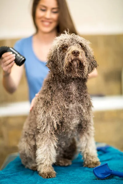 Barbe Dog Levágatja Haját Pet Spa Grooming Szalonban Kutyaszorító Kutyának — Stock Fotó