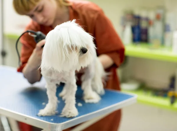 Köpeğin Kuaföründe Kuaförlük Yapıyor Dog Yakın Çekim Köpeğin Saç Tıraşı — Stok fotoğraf