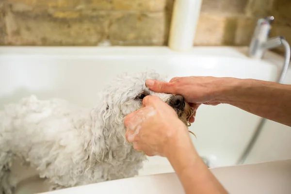 Cão Tomando Banho Antes Aparar — Fotografia de Stock
