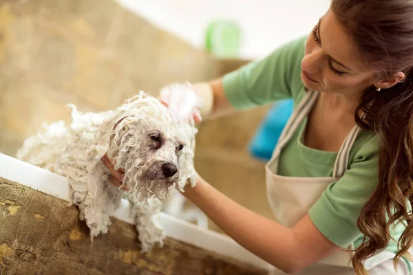 Bir Bichon Kızartması Sabun Suyla Duş Alıyor Köpeğin Kuaför Salonunda — Stok fotoğraf
