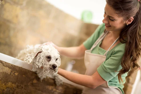 Bichon Fries Duschen Badewanne Hund Bekommt Haarschnitt Pet Spa Grooming — Stockfoto