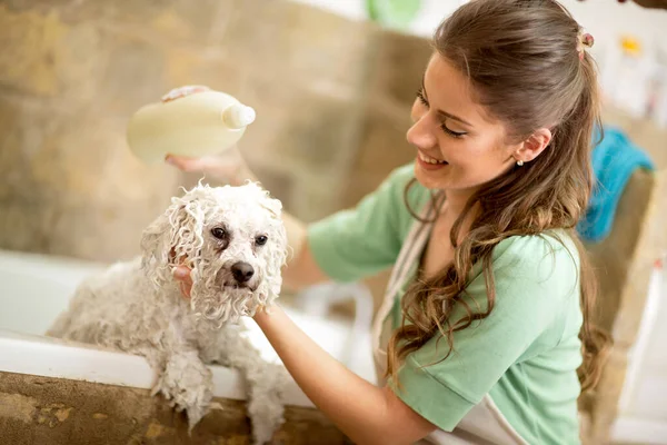 Douche Bichon Fries Avec Shampooing Dans Salon Dog Fait Couper — Photo
