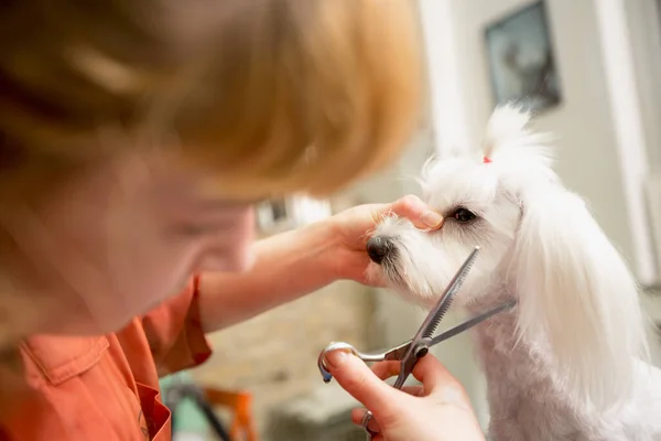 Groomer Use Scissors Cut Dog Hair Dog Gets Hair Cut — Stock Photo, Image