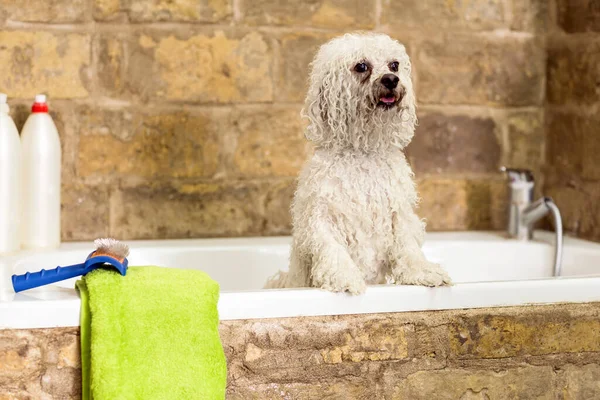 洗澡间里的比雄薯条狗狗在宠物温泉美容院理发 狗的尸体 美容师概念 — 图库照片