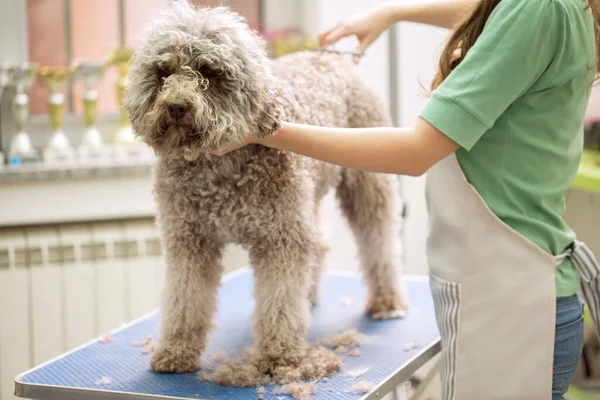 Σκυλί Περιποίηση Ψαλίδι Γίνονται Χτένισμα Σκύλος Κουρεύεται Στο Ινστιτούτο Ομορφιάς — Φωτογραφία Αρχείου