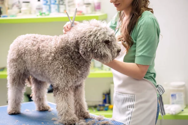 Barbe Kutya Ápolás Ollóval Készült Frizura Dog Lesz Hajvágás Pet — Stock Fotó