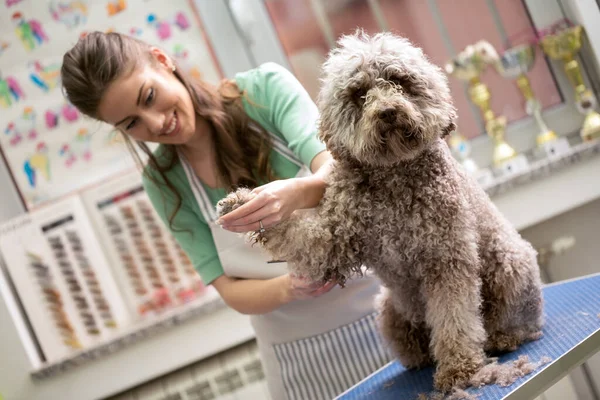 Die Verkürzung Der Haare Bei Hunden Haardienst Hund Bekommt Haarschnitt — Stockfoto