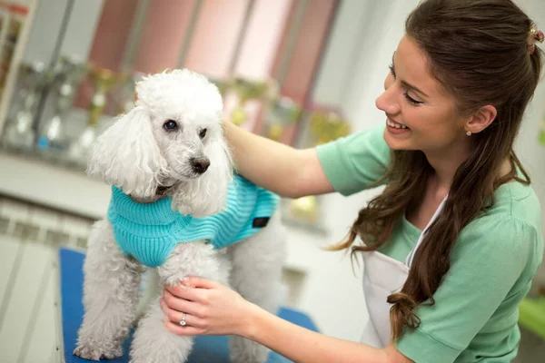 Mulher Poodle Branco Serviço Cabelo Cão Cortado Pet Spa Grooming — Fotografia de Stock