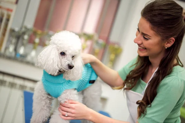 Lächelnde Frau Und Weißer Pudel Haardienst Hund Bekommt Haarschnitt Pet — Stockfoto
