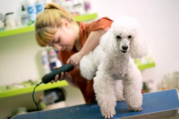 ヘアサービスでプロのグルーミングホワイトプール 犬はペットスパグルーミングサロンでヘアカットを取得します 犬の閉鎖だ グルーマーの概念犬は散髪をしています バックグラウンドでのグルーマー — ストック写真