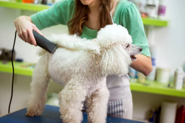 Frizura Fehér Uszkár Hajszervizben Kutya Hajat Vágat Pet Spa Grooming — Stock Fotó