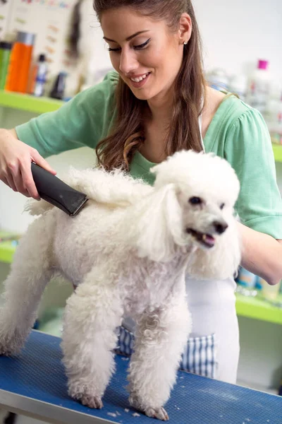 Profissional Mulher Corte Cabelo Poodle Branco Serviço Cabelo Cão Cortado — Fotografia de Stock