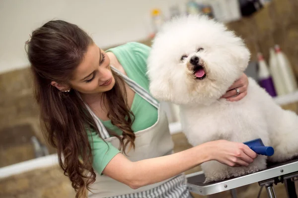 Frau Pflegt Bichon Pommes Haarservice Hund Bekommt Haarschnitt Pet Spa — Stockfoto