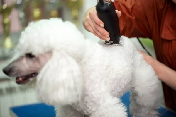 Beyaz Kaniş Profesyonel Tımar Ediyor Köpeğin Kuaföründe Kuaförlük Yapıyor Dog — Stok fotoğraf