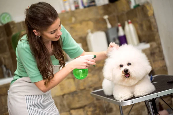 Lakier Włosów Włosów Bichon Frise Pies Strzyże Się Salonie Pielęgnacyjnym — Zdjęcie stockowe