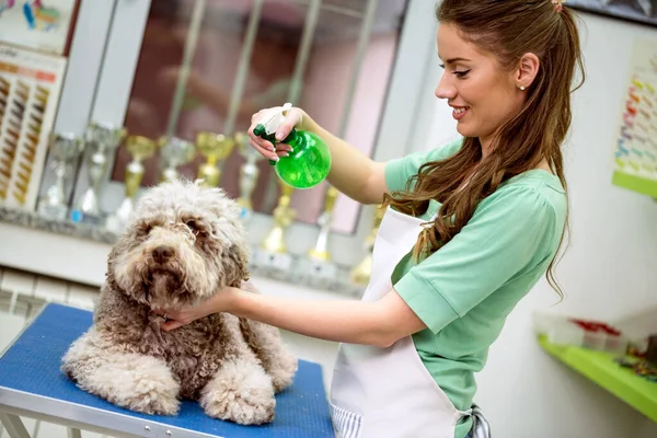 Жінка Обприскує Барбі Собакою Волоссі Собаку Стрижуть Салоні Пет Спа — стокове фото